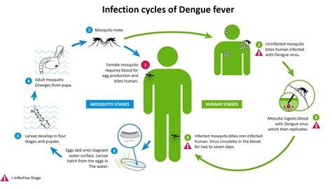 dengue cycle in human body